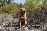 SHAR-PEI 054